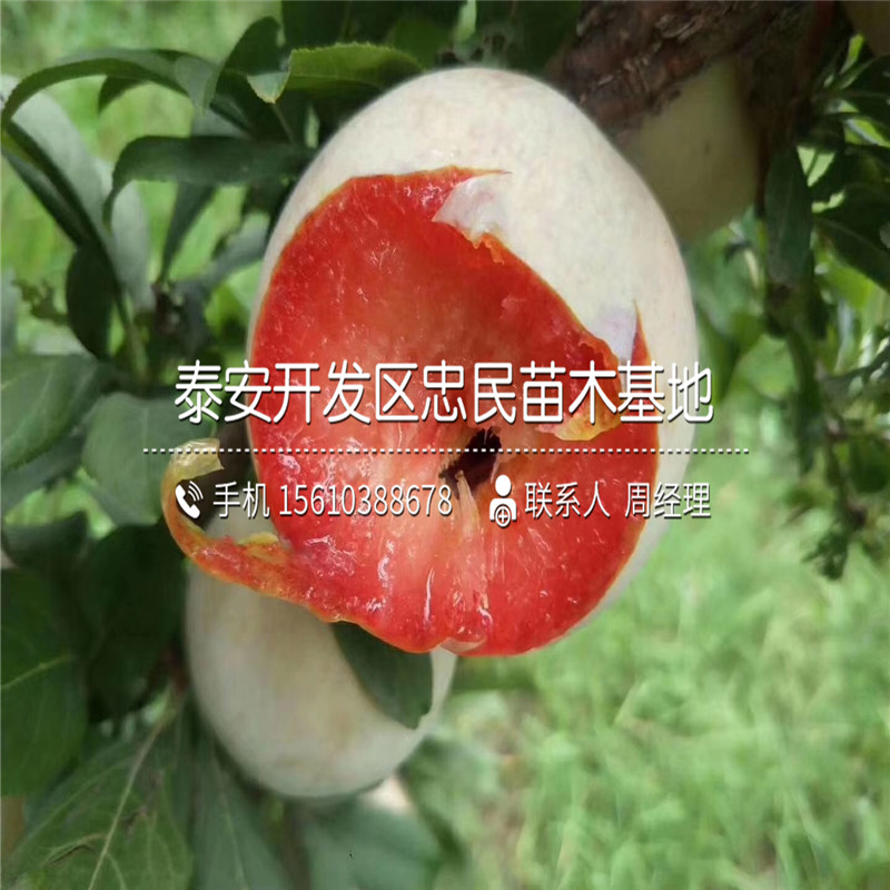 嫁接李子樹苗價(jià)格及報(bào)價(jià)、嫁接李子樹苗出售多少錢