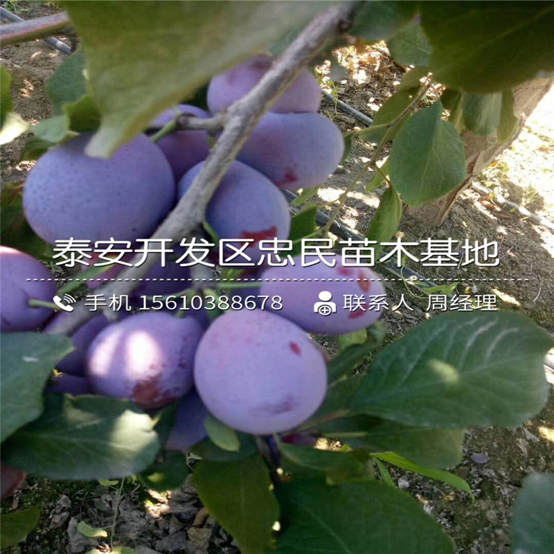 西梅藍蜜李子苗出售、西梅藍蜜李子苗產(chǎn)量多少
