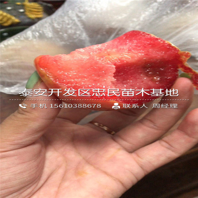 玫瑰皇后李子樹苗、玫瑰皇后李子樹苗每日報價