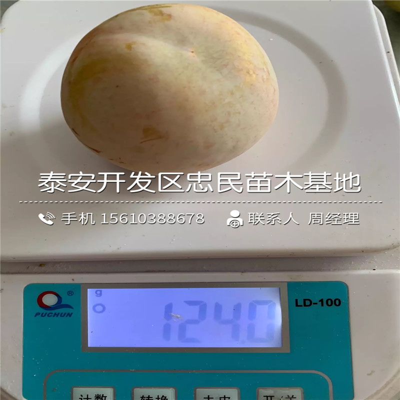 紅心李子樹苗價錢、紅心李子樹苗廠家