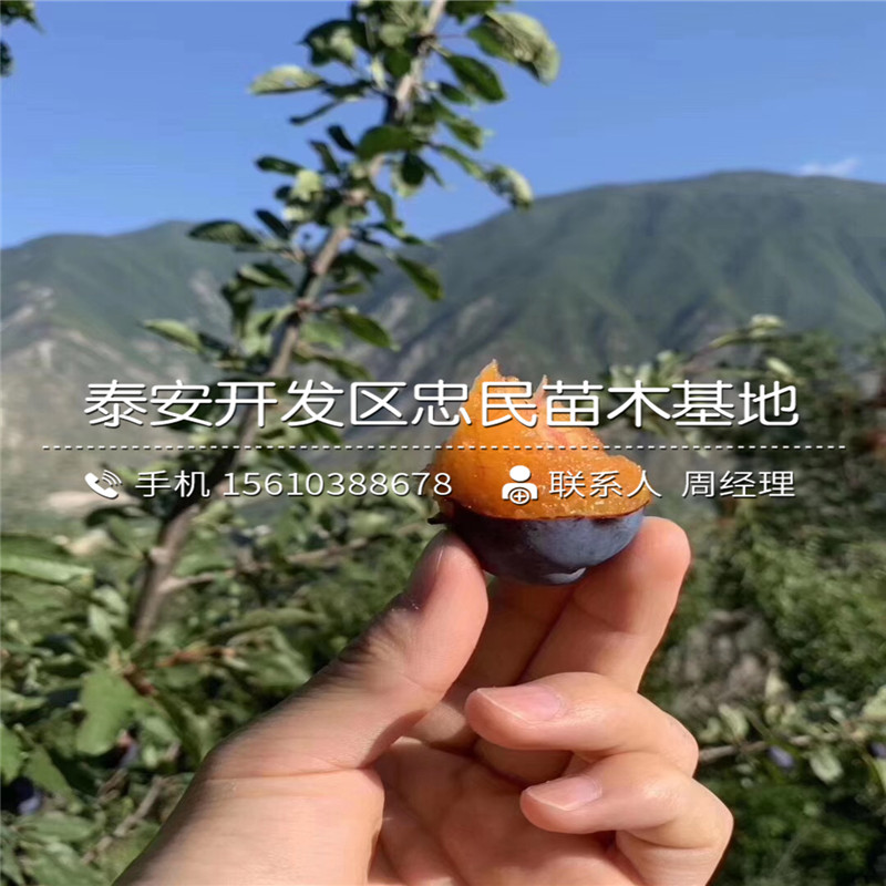秋姬李子樹苗品種介紹、秋姬李子樹苗批發(fā)價錢