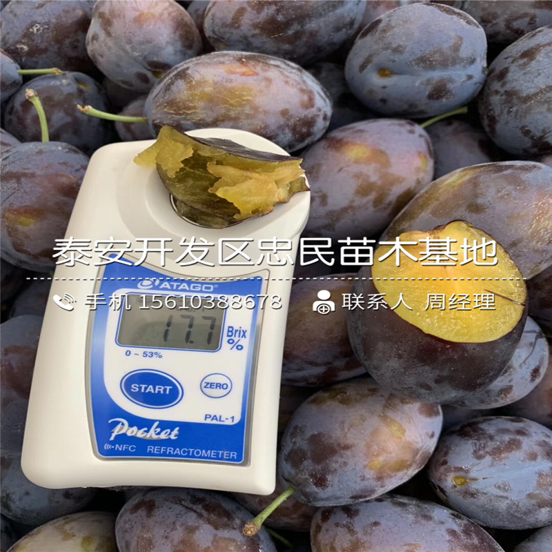 脆紅李子苗、脆紅李子苗單價