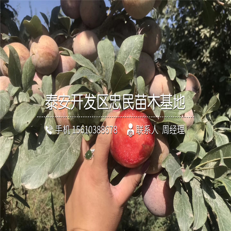 紅喜梅李子樹苗批發(fā)多少錢、紅喜梅李子樹苗批發(fā)價錢
