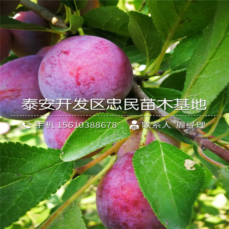美國黑李樹苗多少錢一株、美國黑李樹苗出售價(jià)錢