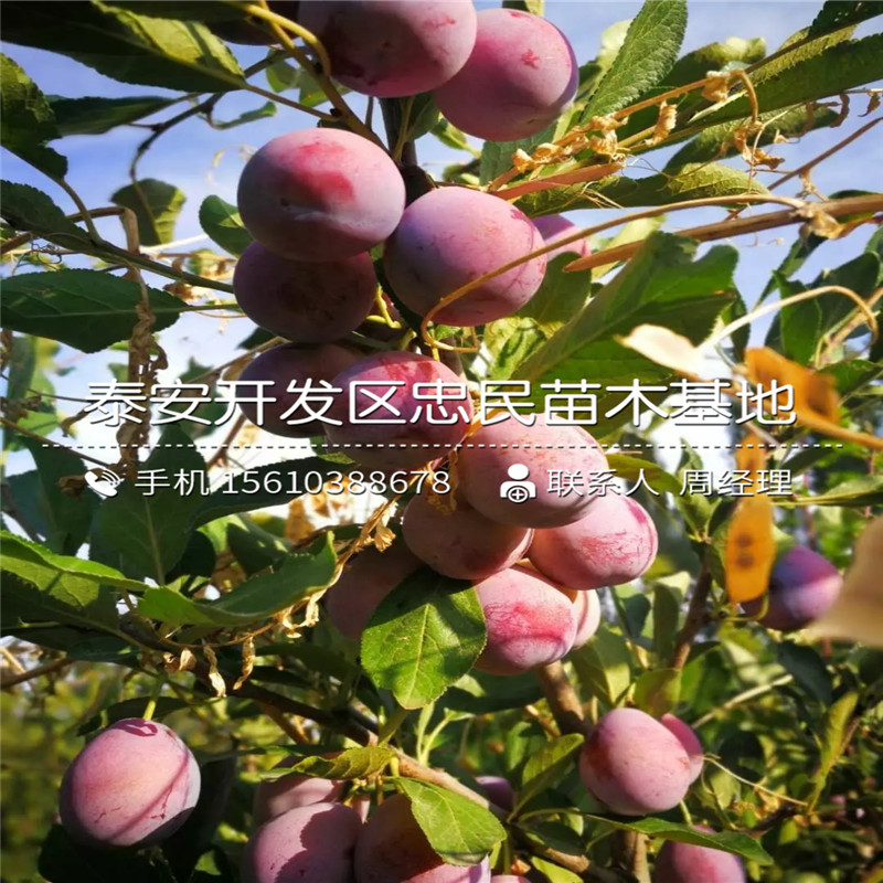 秋姬李子樹苗品種介紹、秋姬李子樹苗批發(fā)價錢