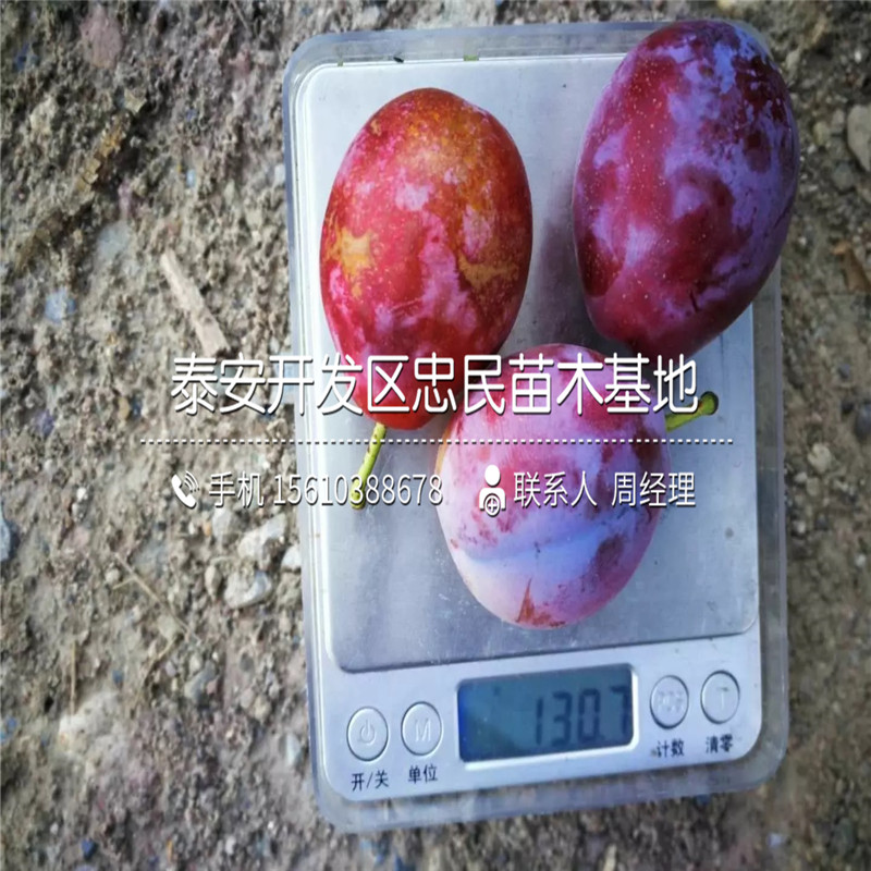 冰脆李子樹(shù)苗批發(fā)出售、冰脆李子樹(shù)苗產(chǎn)量多少