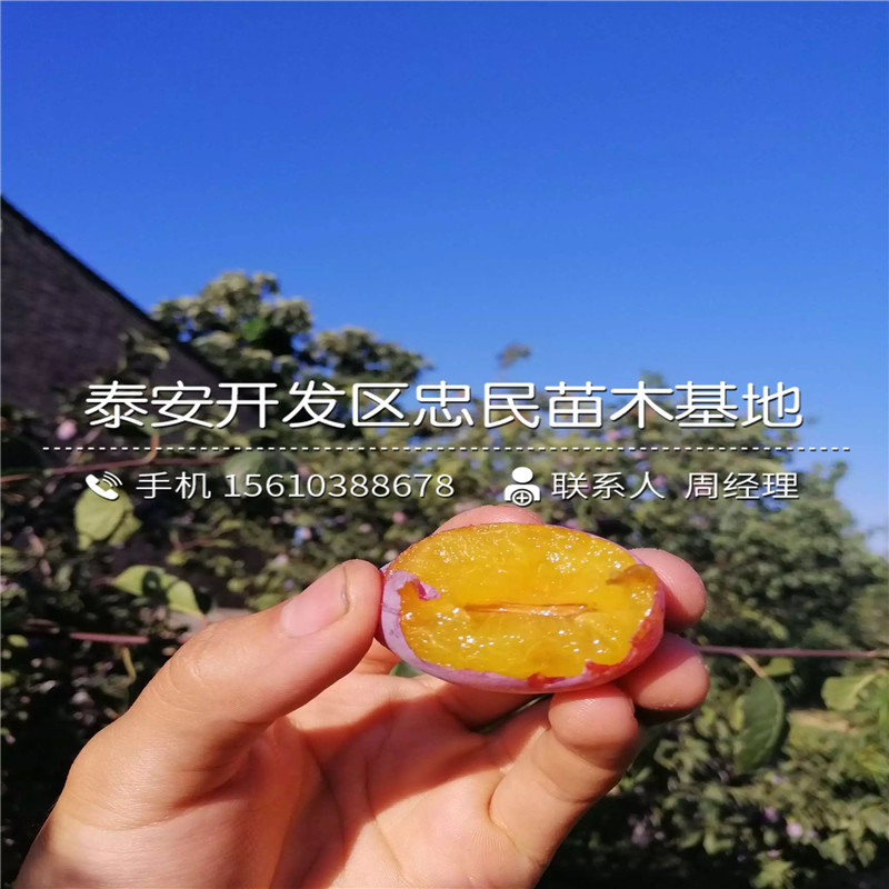 嫁接李子樹苗、嫁接李子樹苗價(jià)格及報(bào)價(jià)