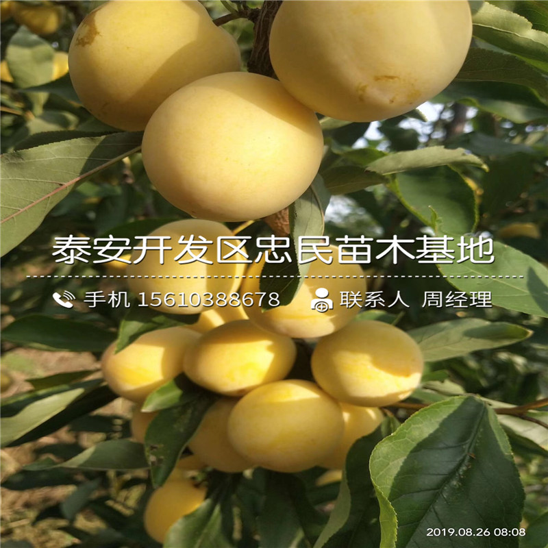 嫁接李子樹(shù)苗、嫁接李子樹(shù)苗多少錢(qián)一株