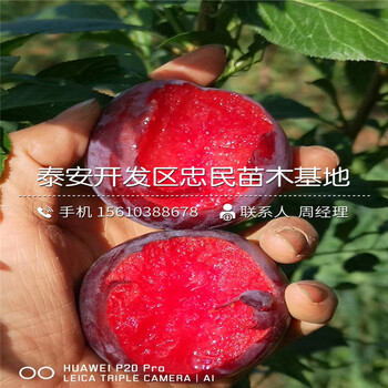 黃金奈李樹苗批發(fā)價格、黃金奈李樹苗產(chǎn)量多少