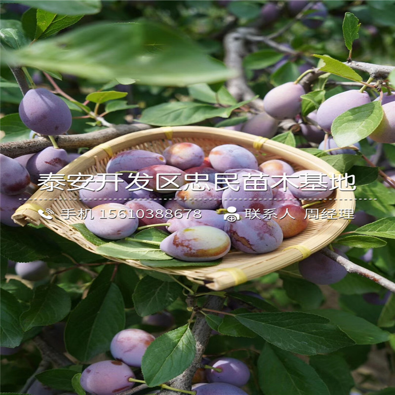 脆紅李子樹苗批發(fā)、脆紅李子樹苗圖片