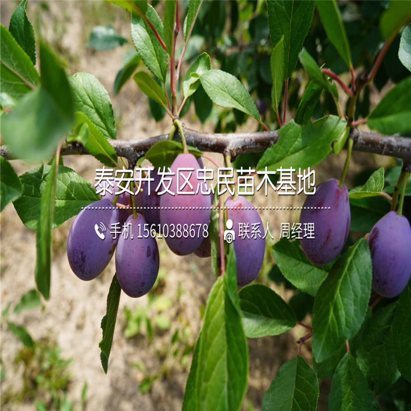甜脆李子樹苗、甜脆李子樹苗每日報價