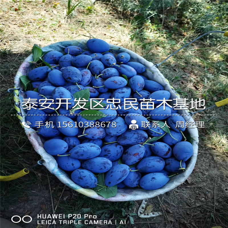 杏李苗價(jià)格多少錢、杏李苗圖片