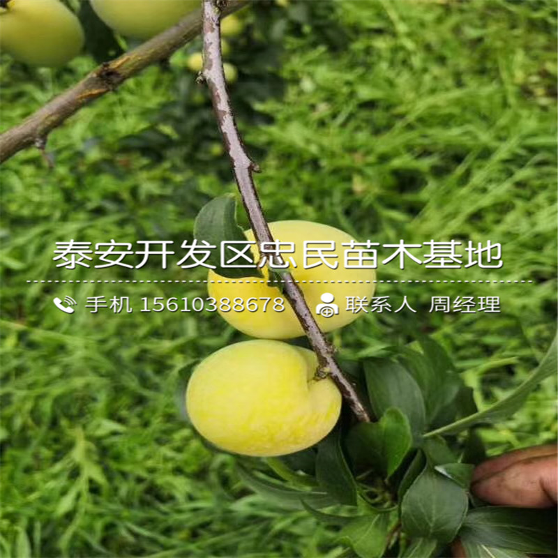 嫁接李子苗、嫁接李子苗價格及報價
