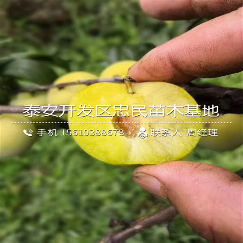 杏李苗批發(fā)價格多少錢、杏李苗產(chǎn)量多少
