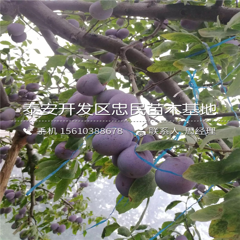 黑布林李子樹苗價格哪里便宜、黑布林李子樹苗產(chǎn)量多少