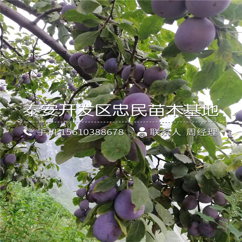 女神李子苗批發(fā)價格多少錢、女神李子苗種植技術(shù)