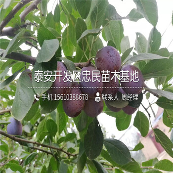 美國(guó)蛇李樹苗、美國(guó)蛇李樹苗價(jià)格多少錢