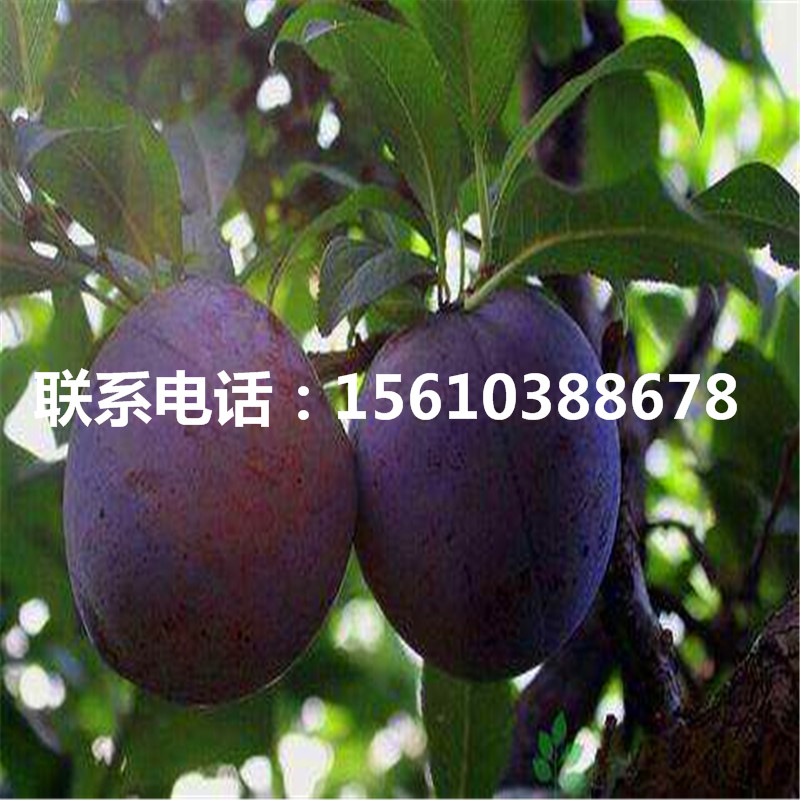 黑布林李子樹苗價格哪里便宜、黑布林李子樹苗產(chǎn)量多少