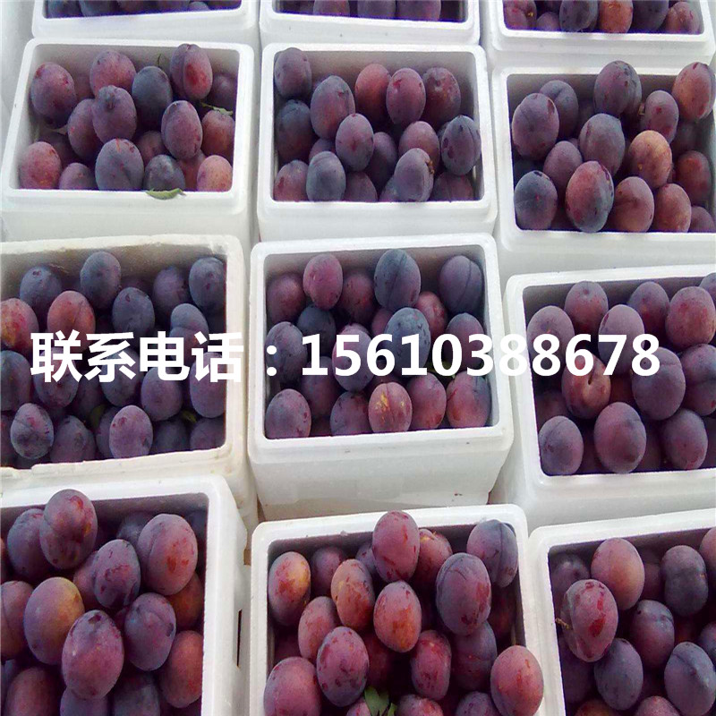 杏李苗價(jià)格多少錢、杏李苗圖片