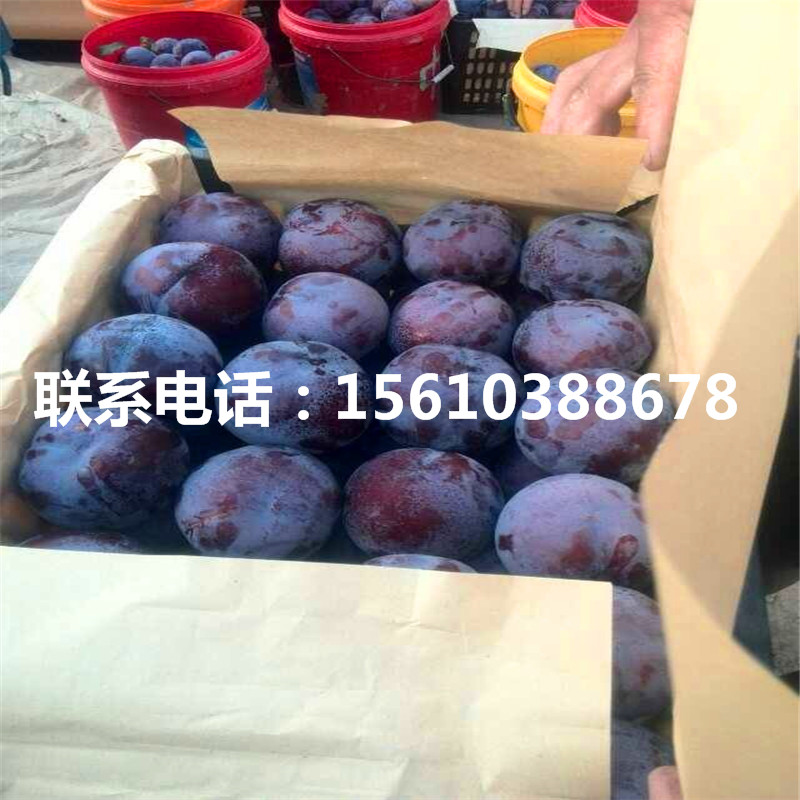 半邊紅李子樹苗銷售價格、半邊紅李子樹苗一株多少錢