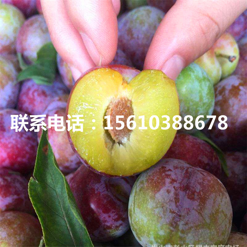 美國蛇李樹苗價格、美國蛇李樹苗出售價錢