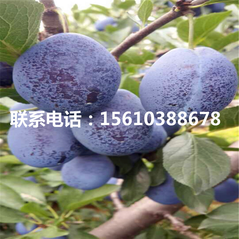 法蘭西西梅樹苗、法蘭西西梅樹苗價(jià)錢