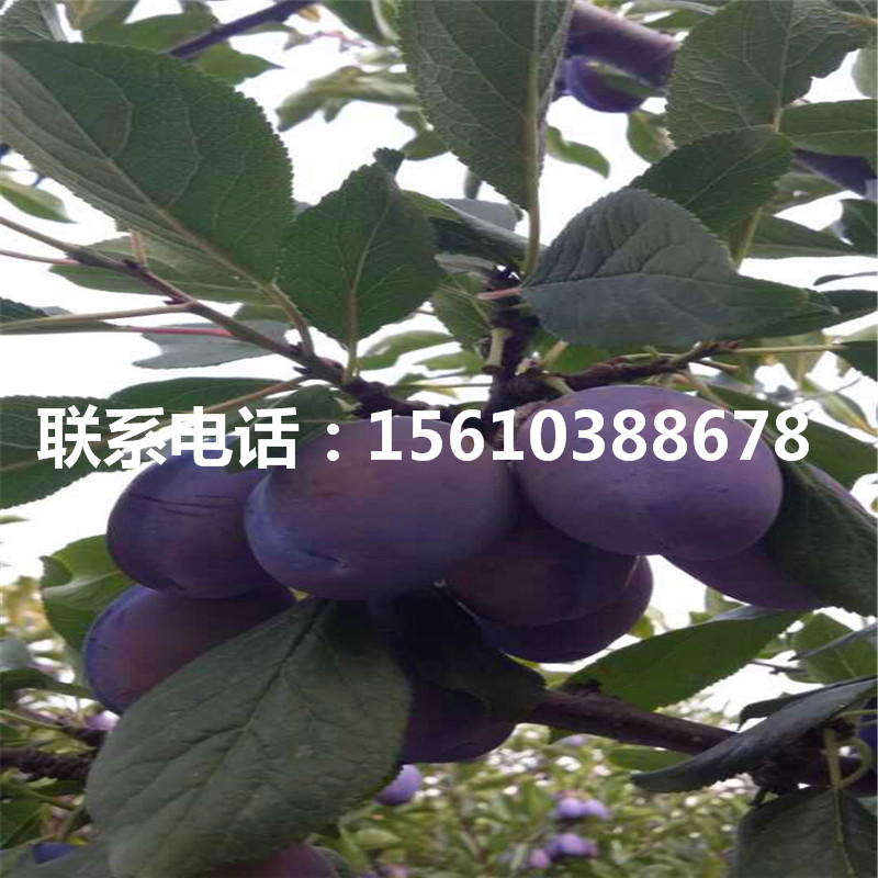 美國黑李樹苗、美國黑李樹苗每日報價