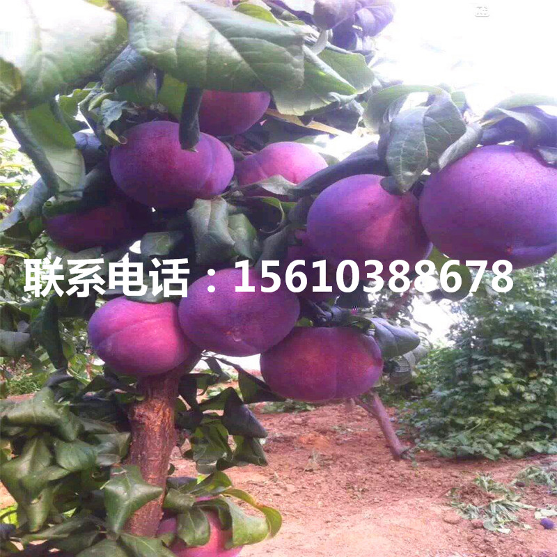 布朗李子苗、布朗李子苗批發多少錢