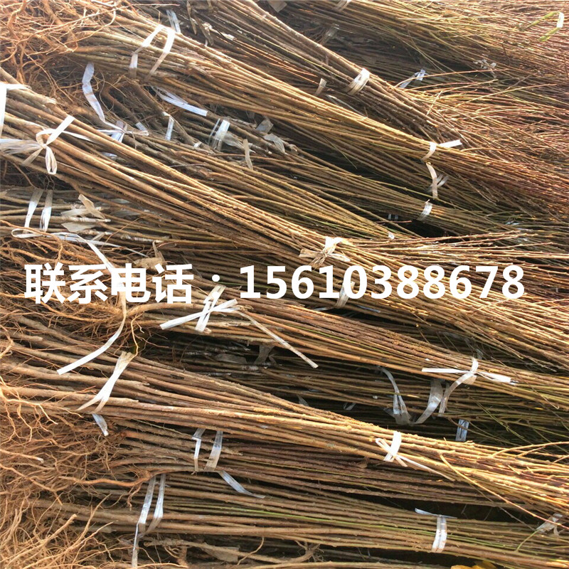 紅喜梅李子樹苗批發(fā)多少錢、紅喜梅李子樹苗批發(fā)價錢