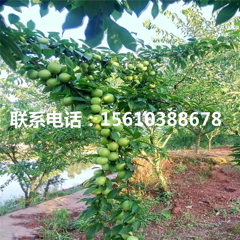 澳洲13李子苗、澳洲13李子苗多少錢一株