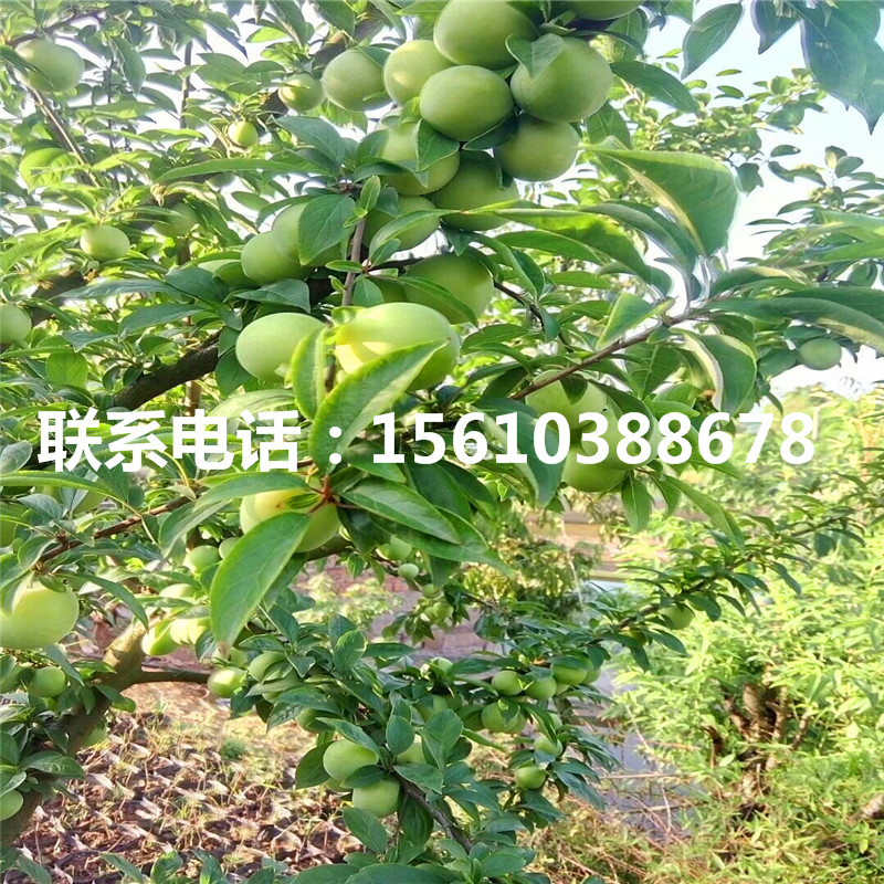 紅心李子樹苗單價(jià)、紅心李子樹苗包郵價(jià)格