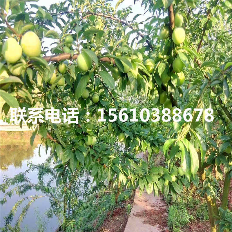 黑布林李子樹苗出售價格、黑布林李子樹苗一株多少錢