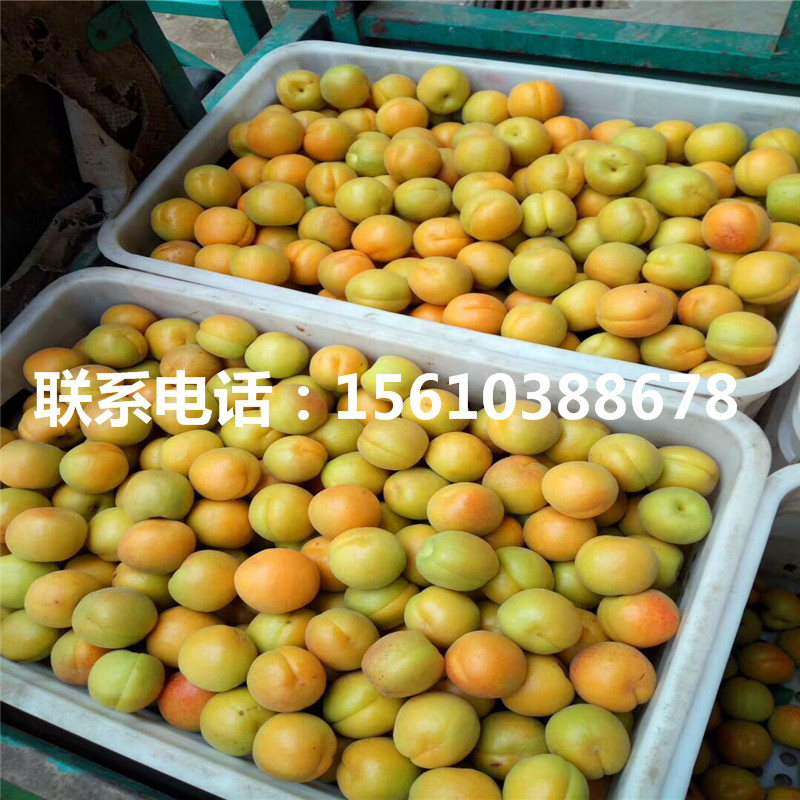 脆紅李子樹苗批發(fā)、脆紅李子樹苗圖片