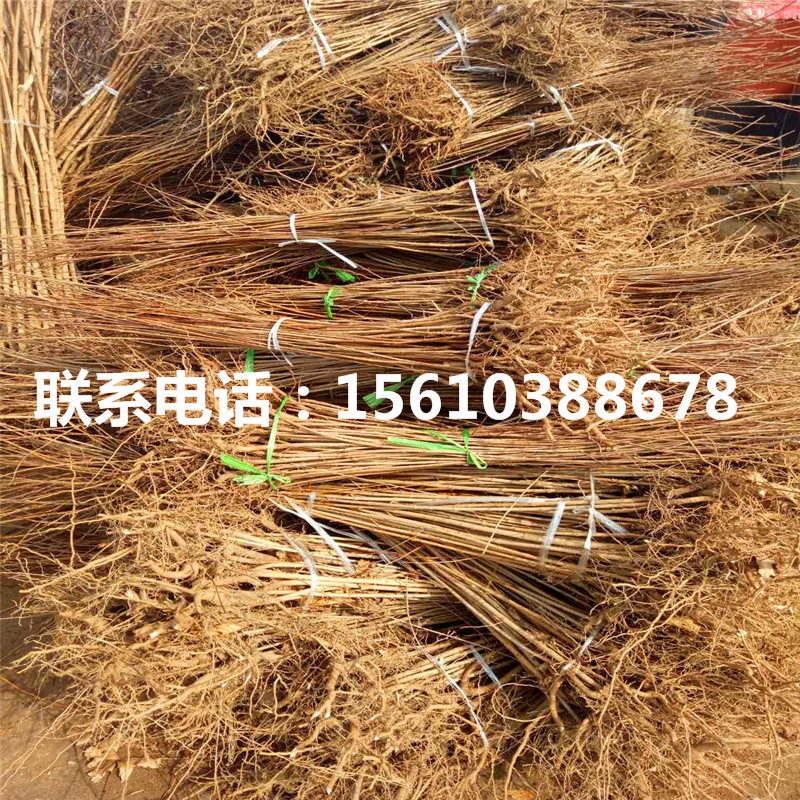 西梅皇后李子樹苗、西梅皇后李子樹苗每日報價
