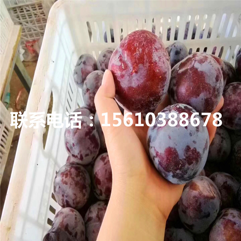 秋紅李子樹苗價(jià)格及報(bào)價(jià)、秋紅李子樹苗批發(fā)價(jià)格是多少