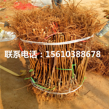 西梅皇后李子苗、西梅皇后李子苗每日?qǐng)?bào)價(jià)