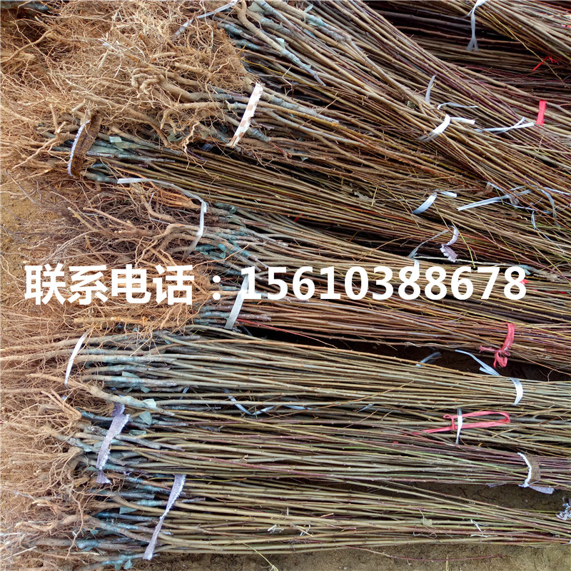 黃金奈李樹苗銷售基地、黃金奈李樹苗批發(fā)價格是多少