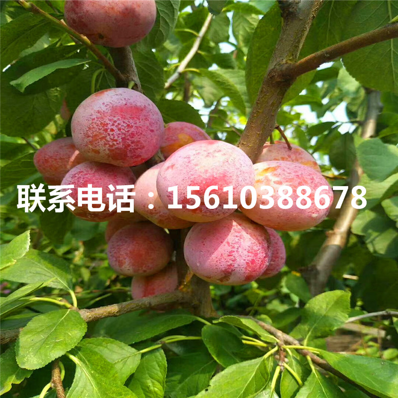 嫁接李子苗、嫁接李子苗價格及報價