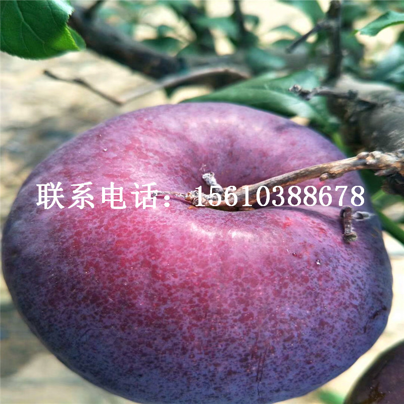 黑布林李子苗、黑布林李子苗價位