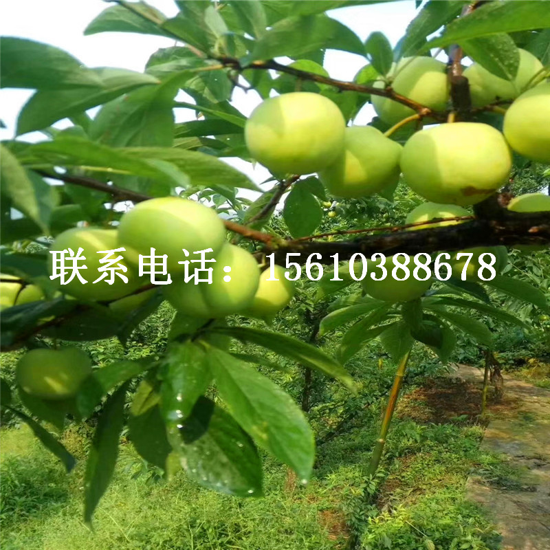 西梅李子樹(shù)苗品種介紹、西梅李子樹(shù)苗供應(yīng)商
