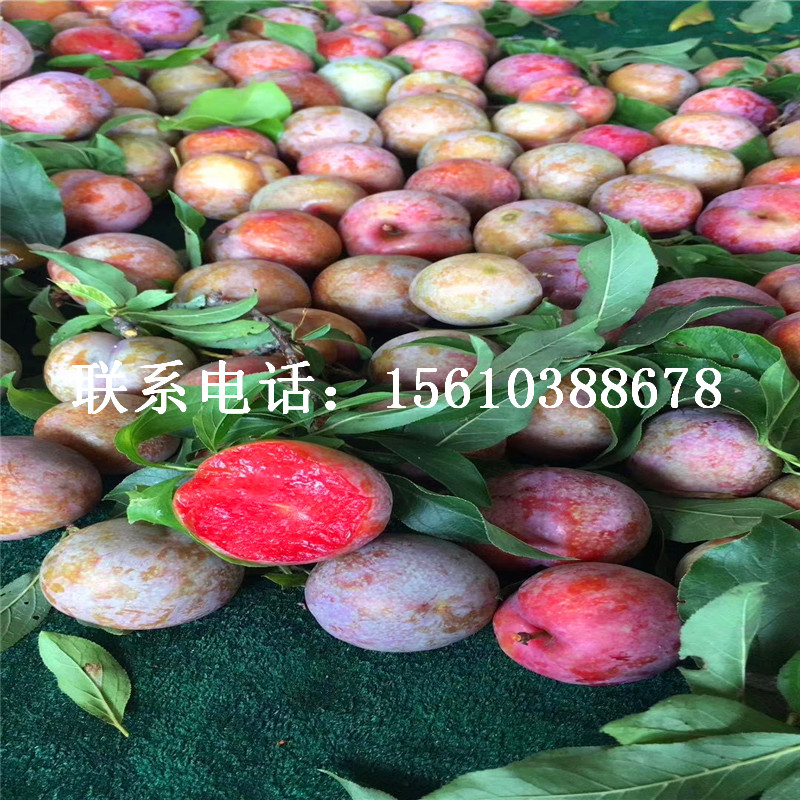 紅喜梅李子樹苗批發(fā)多少錢、紅喜梅李子樹苗批發(fā)價錢