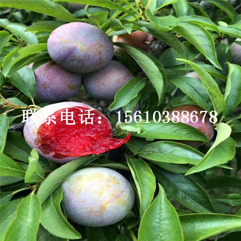 三華李子苗、三華李子苗批發(fā)價(jià)格