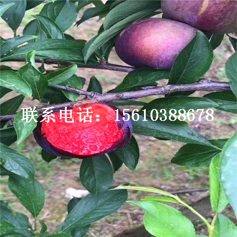 紅寶石李子苗批發(fā)基地、紅寶石李子苗產(chǎn)量多少