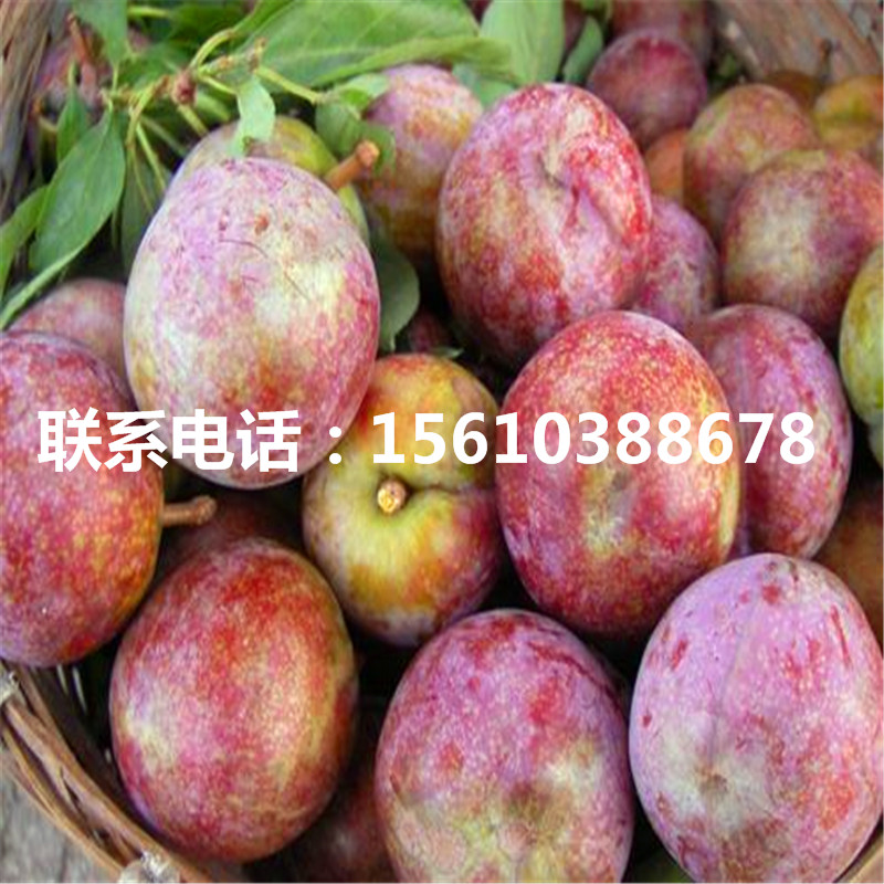 半邊紅李子苗、半邊紅李子苗出售
