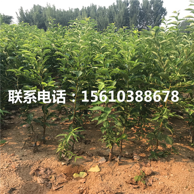 秋紅李子苗、秋紅李子苗價(jià)格