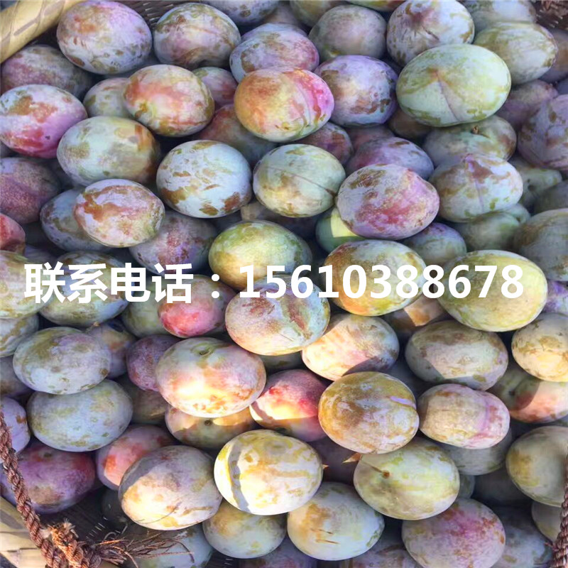 美國蛇李樹苗價格、美國蛇李樹苗出售價錢