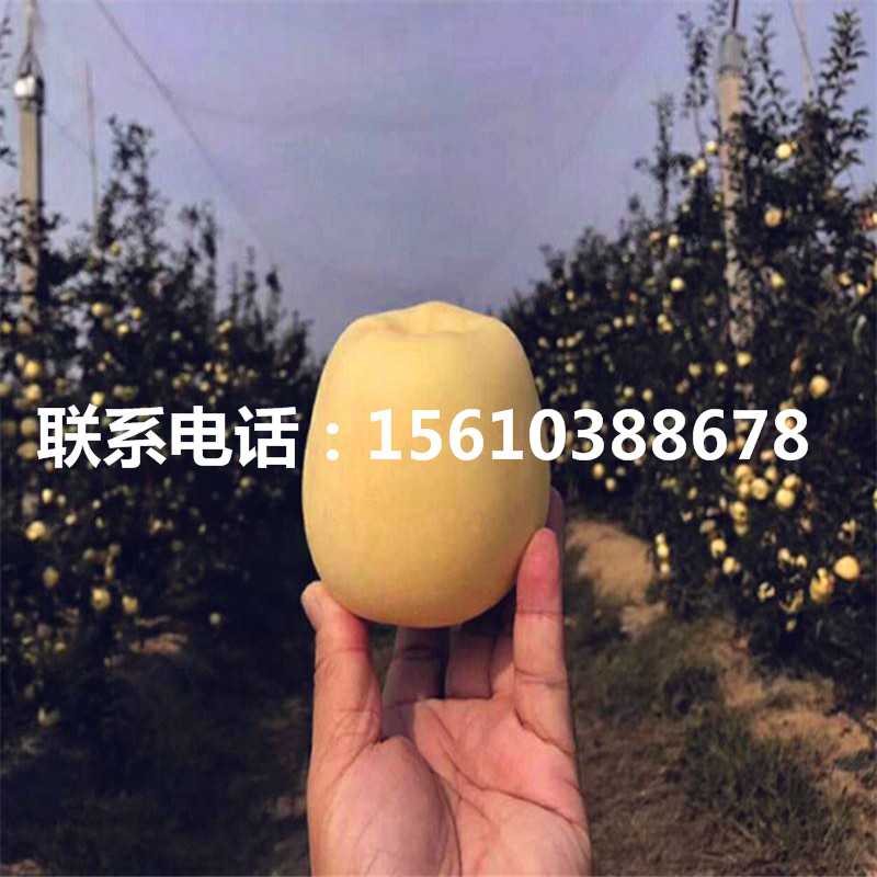 哪里出售神富6號(hào)蘋果苗、神富6號(hào)蘋果苗上車價(jià)格