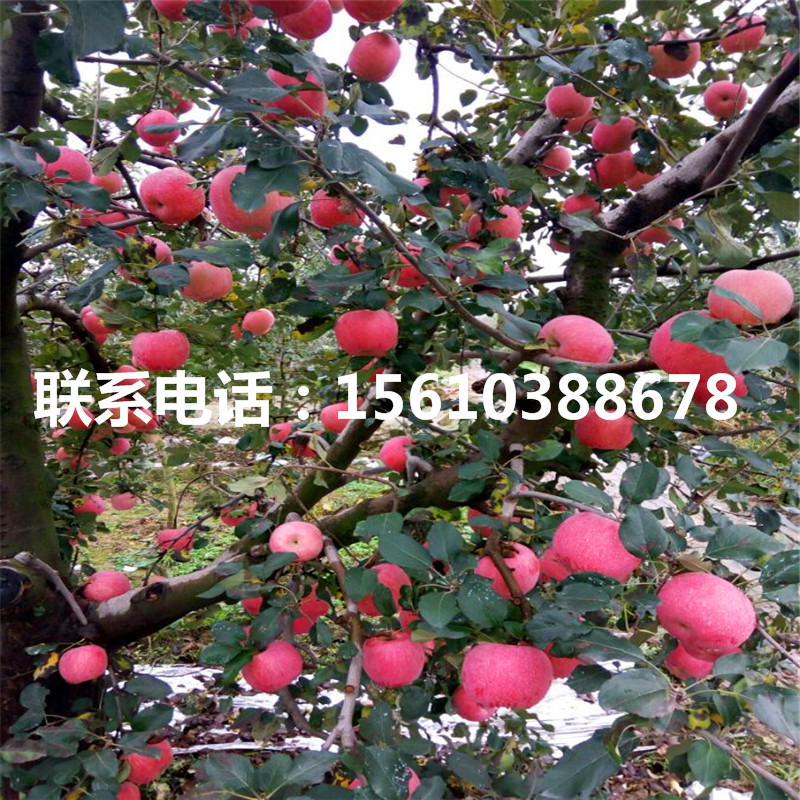 紅色之愛蘋果樹苗批發(fā)價格