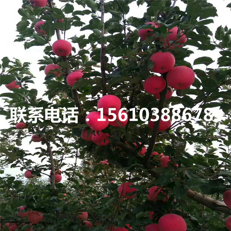 m9t337蘋果每日報(bào)價(jià)