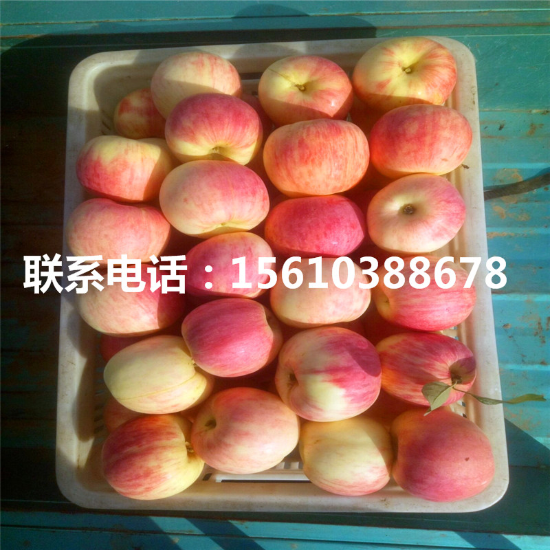 錦繡海棠樹苗價(jià)格